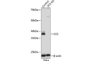 Western blot analysis of extracts from normal (control) and SCD knockout (KO) HeLa cells using SCD Polyclonal Antibody at dilution of 1:1000. (SCD antibody)