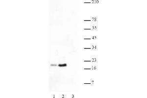 Histone H2B acetyl Lys46 pAb tested by Western blot. (Histone H2B antibody  (acLys46))