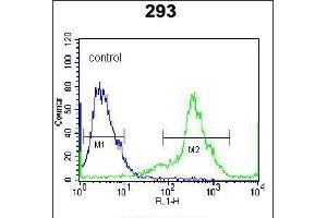 Flow cytometric analysis of 293 cells (right histogram) compared to a negative control cell (left histogram). (Kallikrein 6 antibody  (AA 126-156))
