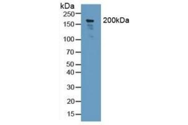 NID2 anticorps  (AA 31-289)