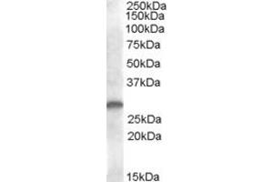 ABIN263214 (1µg/ml) staining of human kidney lysate (35µg protein in RIPA buffer). (C-Type Lectin Domain Family 1, Member B (CLEC1B) (Internal Region) antibody)
