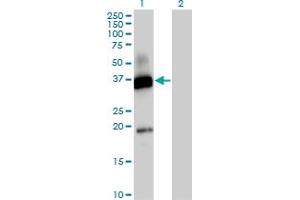 Western Blot analysis of CD300A expression in transfected 293T cell line by CD300A MaxPab polyclonal antibody. (CD300a antibody  (AA 1-299))