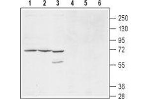 Western blot analysis of mouse (lanes 1 and 4), and rat (lanes 2 and 5) brain membranes and human HL-60 promyelocytic leukemia cell lysates (lanes 3 and 6): - 1-3. (KCNS1 antibody  (1st Extracellular Loop))