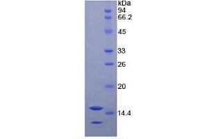 SDS-PAGE (SDS) image for Neurotrophin 3 (NTF3) ELISA Kit (ABIN6730880)