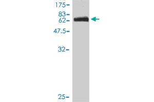 Western Blot detection against Immunogen (74. (ITFG2 antibody  (AA 1-447))