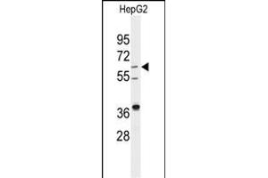 Western blot analysis of anti-DHCR24 Antibody (Center) (ABIN389353 and ABIN2839459) in HepG2 cell line lysates (35 μg/lane).