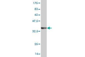 PPP3CA antibody  (AA 1-84)