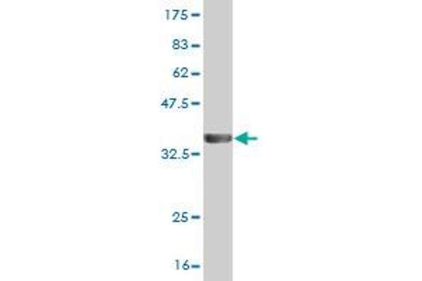 PPP3CA antibody  (AA 1-84)