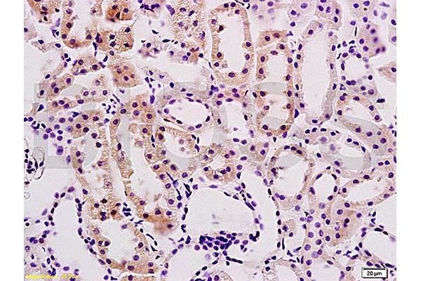 Desmin antibody  (AA 261-360)
