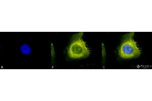 Immunocytochemistry/Immunofluorescence analysis using Rabbit Anti-CDC37 Polyclonal Antibody . (CDC37 antibody)