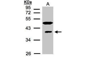 WB Image Sample(30 μg of whole cell lysate) A:HeLa S3, 12% SDS PAGE antibody diluted at 1:1500 (RAE1 antibody  (C-Term))