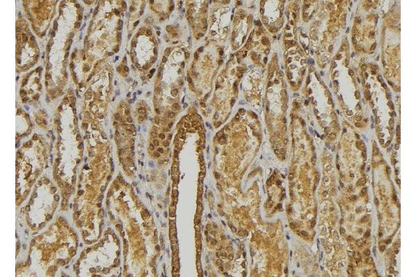 CXCL3 antibody  (C-Term)