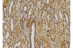 ABIN6278471 at 1/100 staining Mouse kidney tissue by IHC-P. (CXCL3 antibody  (C-Term))