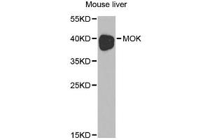 Western blot analysis of extracts of mouse liver, using MOK antibody. (MOK antibody)