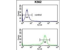 RPS6KB2 Antibody (ABIN652424 and ABIN2842096) flow cytometry analysis of K562 cells (bottom histogram) compared to a negative control cell (top histogram).