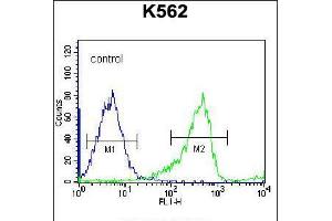 Flow cytometric analysis of K562 cells (right histogram) compared to a negative control cell (left histogram). (PCDHB14 antibody  (N-Term))