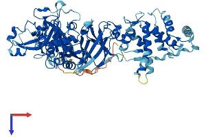 Calpain 9 Protein (CAPN9) (AA 1-690) (His tag)
