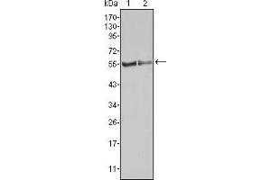 Western blot analysis using FGR mouse mAb against HL60 (1) Raw264. (Fgr antibody)