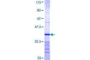 Image no. 1 for REV3-Like, Polymerase (DNA Directed), Zeta, Catalytic Subunit (REV3L) (AA 2953-3052) protein (GST tag) (ABIN1317824) (REV3L Protein (AA 2953-3052) (GST tag))