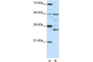 WB Suggested Anti-HTLF Antibody Titration:  0.