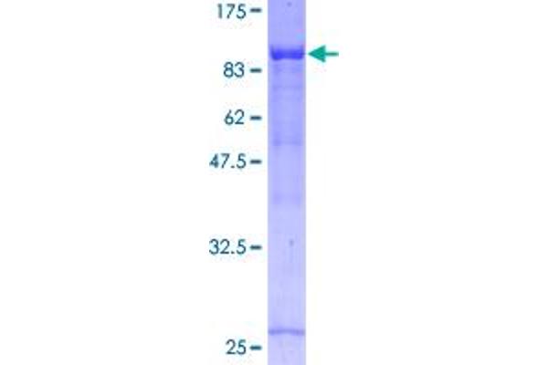 NOL4 Protein (AA 1-422) (GST tag)