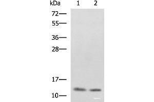 Western blot analysis of SKOV3 and Raji cell lysates using PHF5A Polyclonal Antibody at dilution of 1:800 (PHF5A antibody)