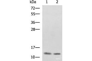 Western blot analysis of SKOV3 and Raji cell lysates using PHF5A Polyclonal Antibody at dilution of 1:800 (PHF5A antibody)