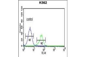 CTSE Antibody (Center) (ABIN390486 and ABIN2840847) flow cytometric analysis of K562 cells (right histogram) compared to a negative control cell (left histogram). (Cathepsin E antibody  (AA 157-187))