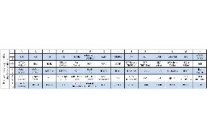 Image no. 1 for Human Cytokine Array C7 (ABIN625567) (Human Cytokine Array C7)