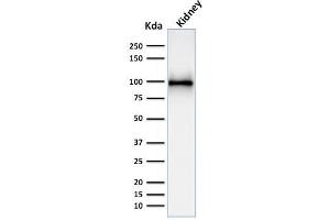 Western Blot Analysis of kidney tissue lysate using CD10 Mouse Monoclonal Antibody (MME/1892). (MME antibody  (AA 297-483))