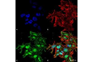 Immunocytochemistry/Immunofluorescence analysis using Rabbit Anti-ATG2A Polyclonal Antibody . (ATG2A antibody  (C-Term) (APC))