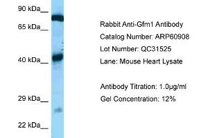 Western Blotting (WB) image for anti-G-Elongation Factor, Mitochondrial 1 (GFM1) (C-Term) antibody (ABIN2788619)