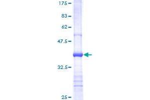 MTOR Protein (AA 1521-1620) (GST tag)