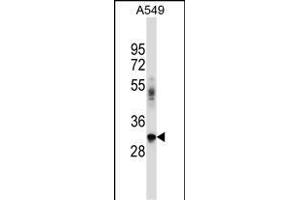 BNIP2 Antibody (C-term) (ABIN657307 and ABIN2846385) western blot analysis in A549 cell line lysates (35 μg/lane). (BNIP2 antibody  (C-Term))