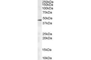 Western Blotting (WB) image for anti-Alpha Centractin (ACTR1A) (AA 363-375) antibody (ABIN294628) (ACTR1A antibody  (AA 363-375))