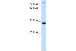 Western Blotting (WB) image for anti-TAM41, Mitochondrial Translocator Assembly and Maintenance Protein (TAMM41) antibody (ABIN2463093) (TAM41 antibody)