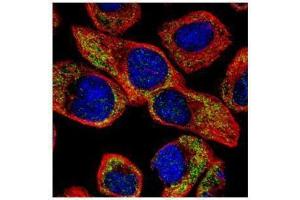ICC/IF Image Confocal immunofluorescence analysis (Olympus FV10i) of methanol-fixed A431, using NCS1, antibody (Green) at 1:100 dilution. (NCS1 antibody)
