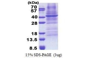SDS-PAGE (SDS) image for Fucosyltransferase 3 (Galactoside 3(4)-L-Fucosyltransferase, Lewis Blood Group) (FUT3) (AA 35-361) protein (His tag) (ABIN5853233) (FUT3 Protein (AA 35-361) (His tag))