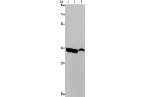 Western Blotting (WB) image for anti-Malate Dehydrogenase 1, NAD (Soluble) (MDH1) antibody (ABIN2423773)