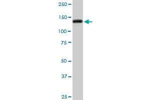 GTF2I MaxPab polyclonal antibody. (GTF2I antibody  (AA 1-976))
