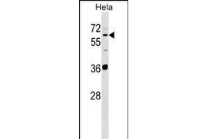 SUOX Antibody (Center) (ABIN1537904 and ABIN2848703) western blot analysis in Hela cell line lysates (35 μg/lane). (SUOX antibody  (AA 160-187))