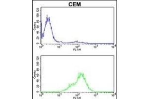 TPI1 Antibody (C-term) (ABIN389458 and ABIN2839525) flow cytometric analysis of CEM cells (bottom histogram) compared to a negative control cell (top histogram). (TPI1 antibody  (C-Term))