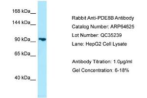 Western Blotting (WB) image for anti-phosphodiesterase 8B (PDE8B) (Middle Region) antibody (ABIN2789902)