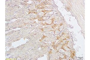 Formalin-fixed and paraffin embedded mouse stomach labeled with Anti-SGCB/SGC Polyclonal Antibody, Unconjugated  at 1:200 followed by conjugation to the secondary antibody and DAB staining. (SGCB antibody  (AA 165-260))