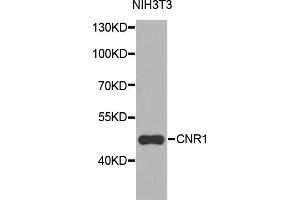 Western blot analysis of extracts of NIH3T3 cells, using CNR1 antibody (ABIN5970675) at 1/1000 dilution. (CNR1 antibody)
