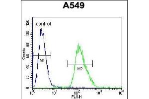 ARRB1 Antibody (C-term) (ABIN655944 and ABIN2845333) flow cytometric analysis of A549 cells (right histogram) compared to a negative control cell (left histogram). (beta Arrestin 1 antibody  (C-Term))