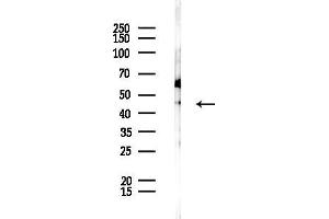 Western blot analysis of lysates from Rat testis, using DOM3Z Antibody at 1/1000 dilution.