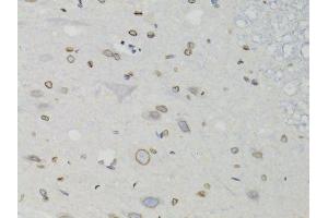 Immunohistochemistry (Paraffin-embedded Sections) (IHC (p)) image for anti-Lamin B1 (LMNB1) (AA 397-586) antibody (ABIN3015698)