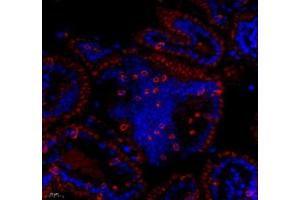 Immunofluorescence of paraffin embedded mouse lymph node using CD163b (ABIN7073371) at dilution of 1: 700 (400x lens) (CD163L1 antibody)