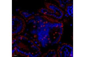 Immunofluorescence of paraffin embedded mouse lymph node using CD163b (ABIN7073371) at dilution of 1: 700 (400x lens) (CD163L1 antibody)